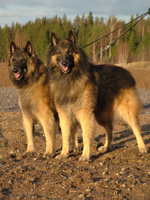 Kiki & Rici 11v.