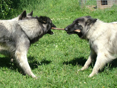 Zeena & Cora
